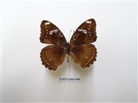 藏品(幻蛺蝶)的圖片